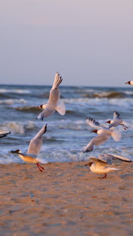 seagulls on sea beach. flock of seagulls sitting and flying on the beach