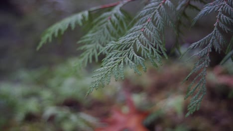 cedar leaves in the forest during a fall trail hike