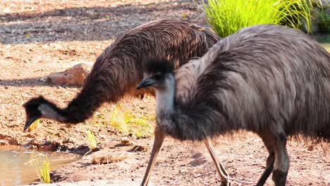 los avestruces interactúan y exploran su hábitat en el zoológico