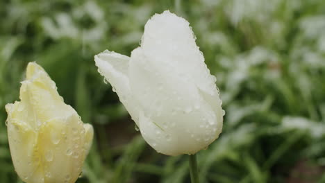 Close-up-shot-of-yellow-and-white-tulips-blooming-in-mid-april-in-Germany