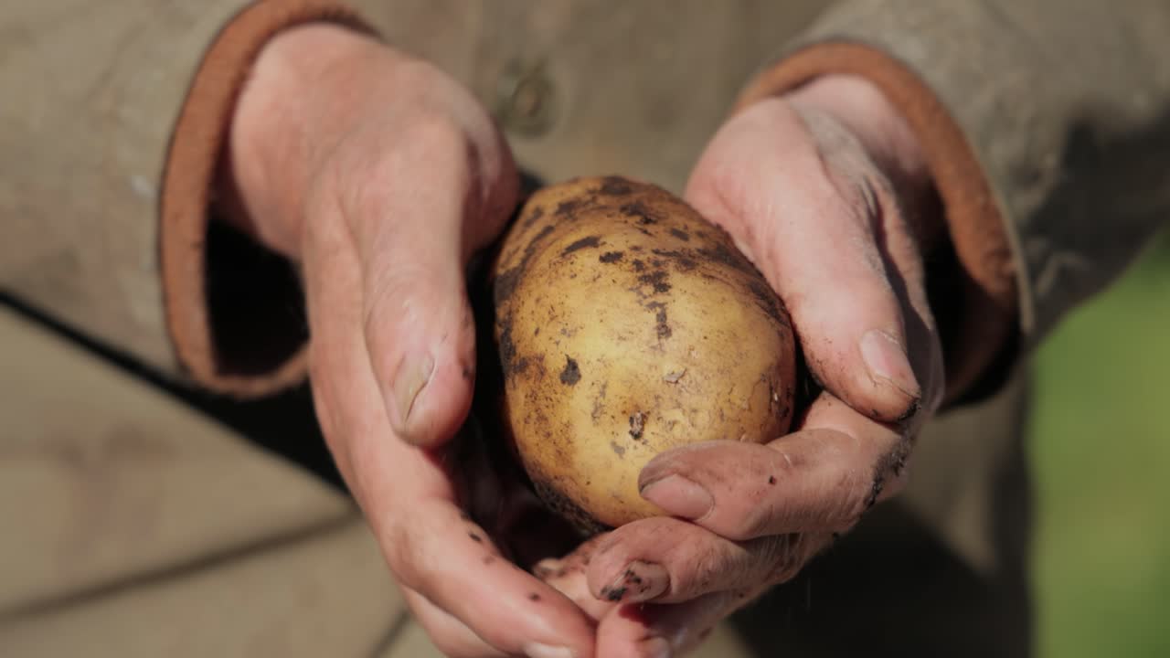 el granjero inspecciona su cosecha de patatas con las manos manchadas de tierra.
