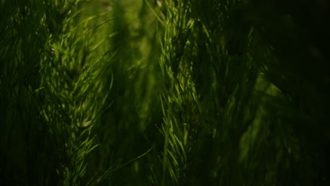 Pine-tree-blooming-in-closeup-in-bright-golden-sunbeams.-Nature-background.