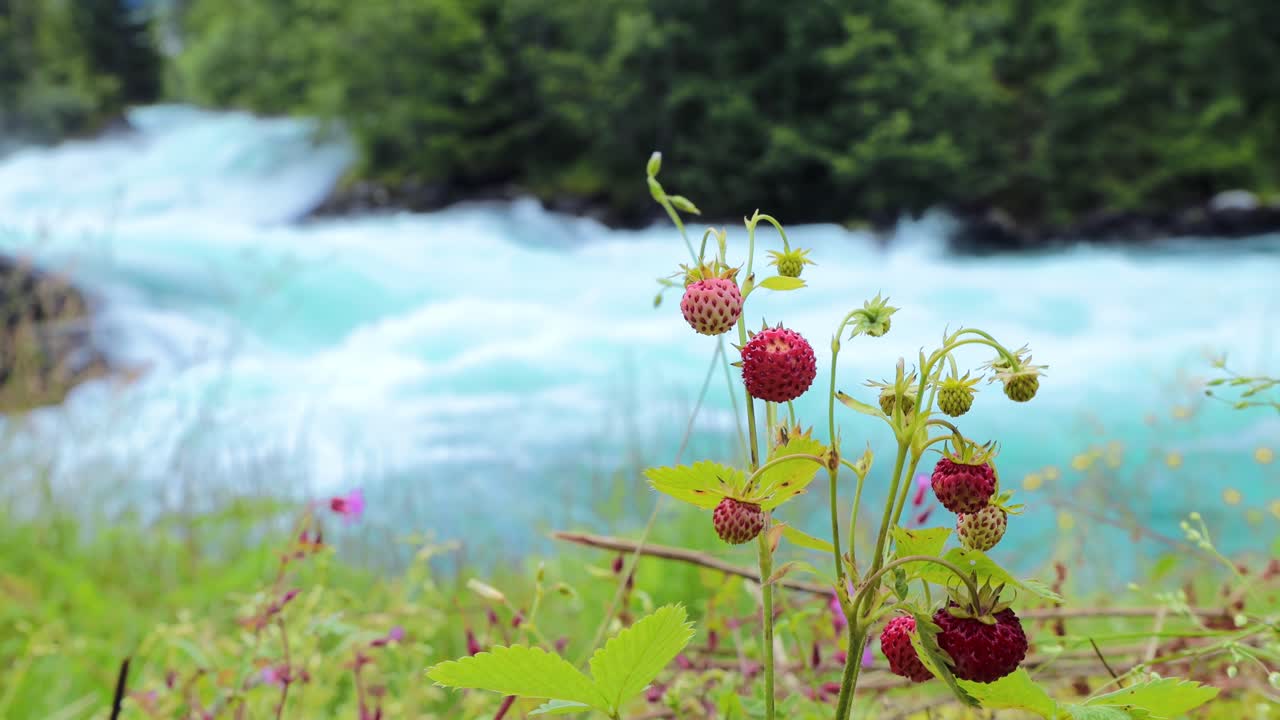 Berry of ripe strawberries close up. Nature of Norway