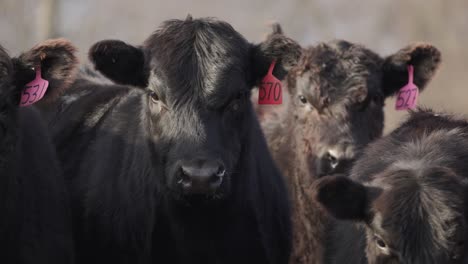 herd of brown cows displaying livestock tracking identity ear tags looking at camera