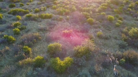 Antílopes-Corriendo-En-Una-Llanura-Cubierta-De-Hierba,-Tiro-De-Seguimiento-Aéreo-Con-Destello-De-Lente-Al-Atardecer