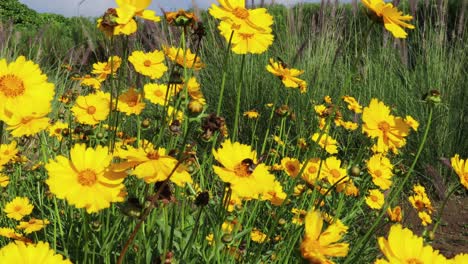 Honey-bee-collecting-pollen-on-yellow-chamomile-flower-field