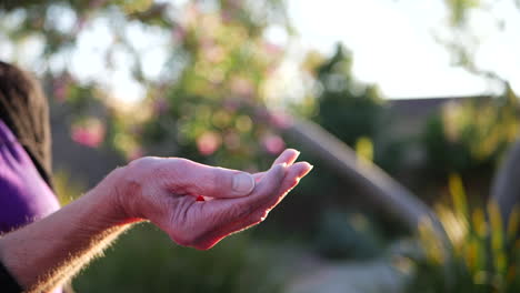 The-hands-of-an-old-woman-tossing-a-bunch-of-prescription-drug-pills-into-the-air-in-slow-motion