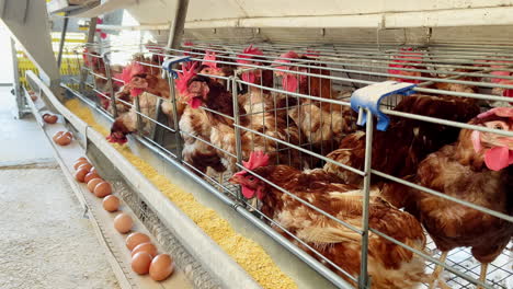 hens lined up experience the convenience of having farm-fresh eggs delivered with our egg belt