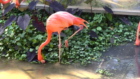 flamingo drinking water in a lush habitat