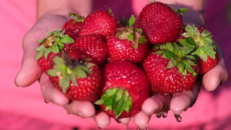 female hands wash ripe red strawberries. harvest of fresh strawberries