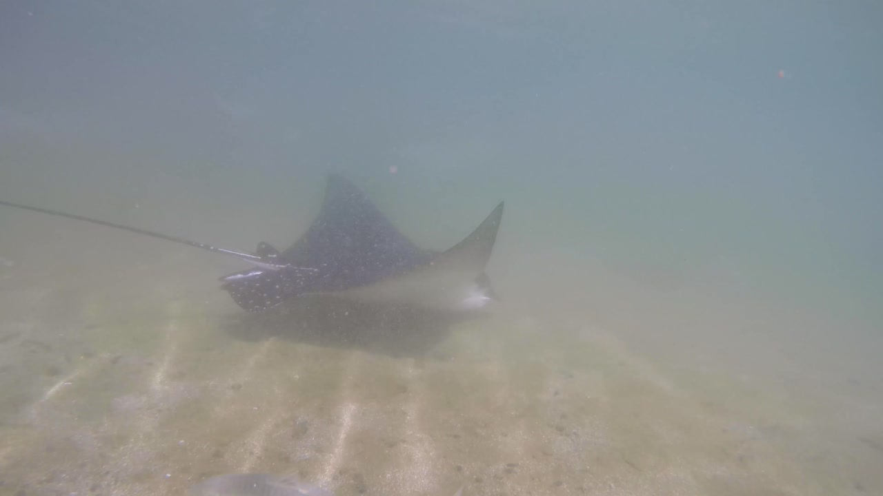 rayo águila manchada nadando en aguas turbias