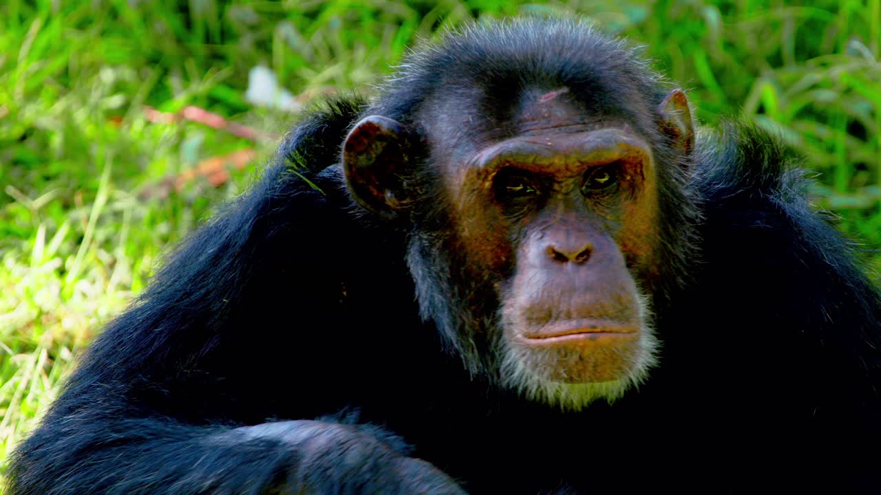 un primer plano de un chimpancé en peligro de extinción en el desierto de áfrica.