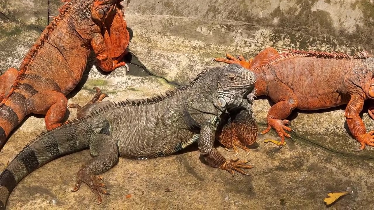 Tre iguane che riposano su una superficie di cemento