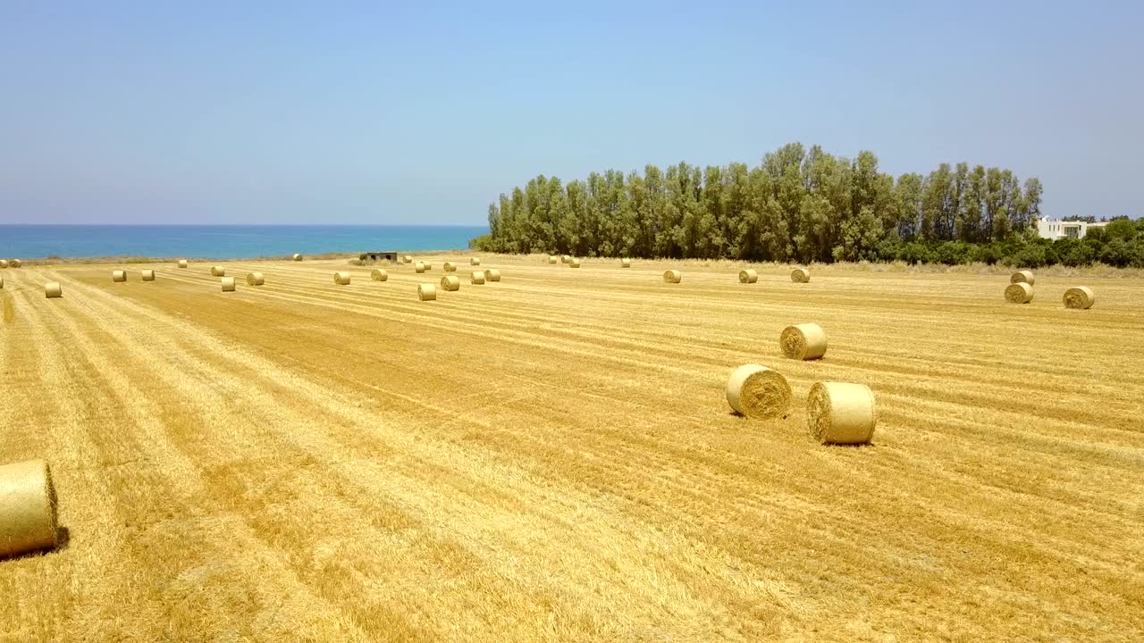 campo amarillo con fajos redondos de heno. cosecha