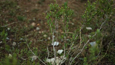 Focused-shot-on-a-small-plant,-surrounded-by-a-blurred-background