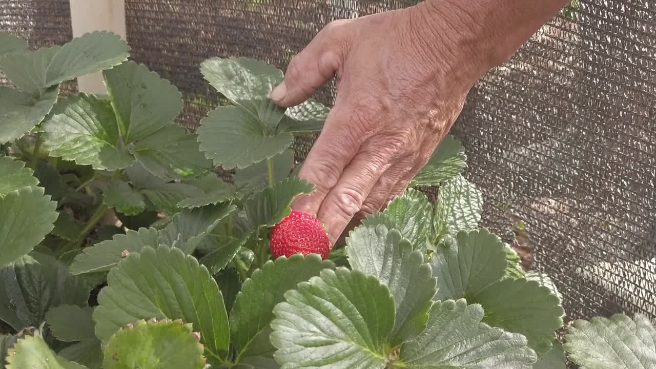 수분이 많은 과일 샐러드가 되기 위해 다른 재료와 함께 준비할 준비가 된 빨간색과 달콤한 딸기