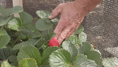 a red and sweet strawberry ready to be prepared with other ingredients to become a juicy fruit salad