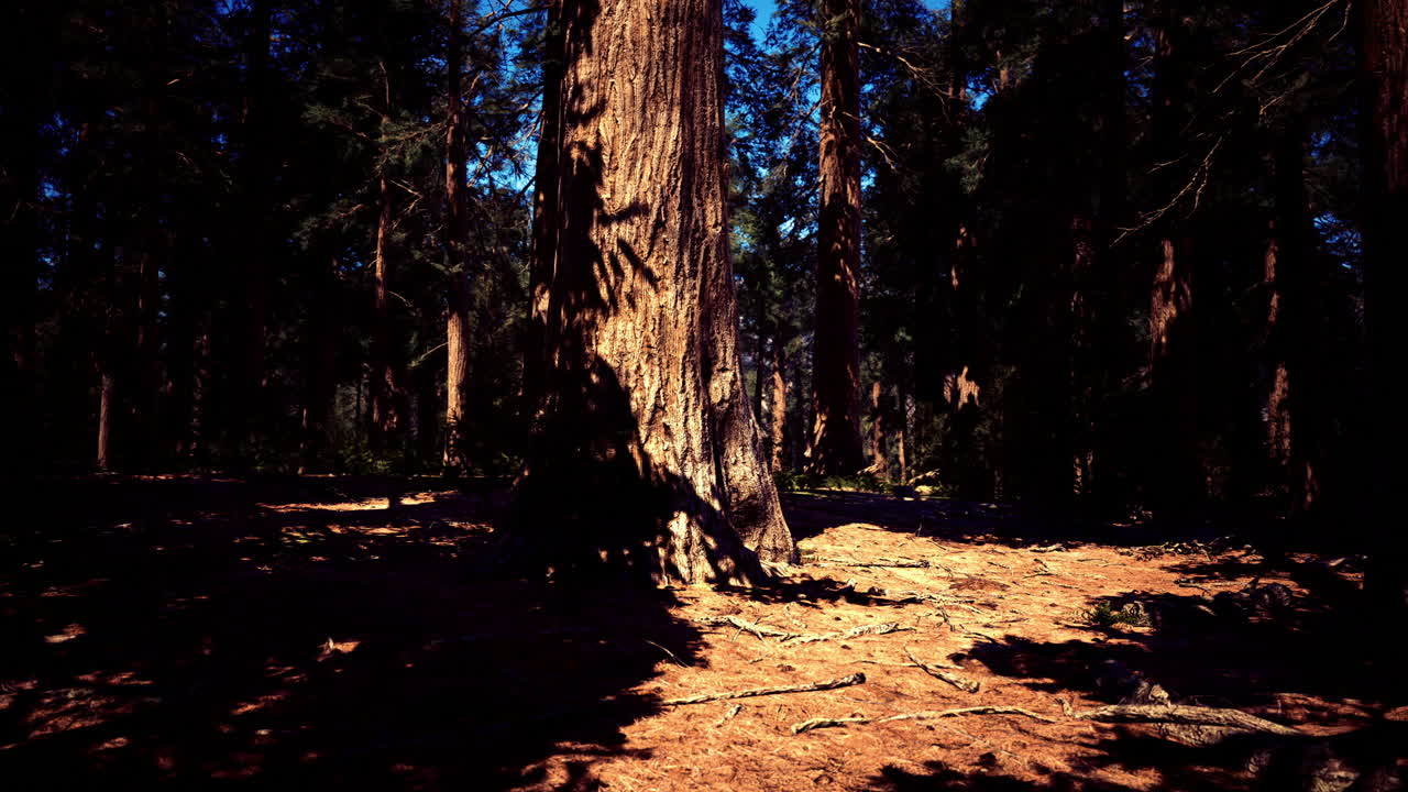 Majestic tall trees create shadows in a dense forest under bright sunlight