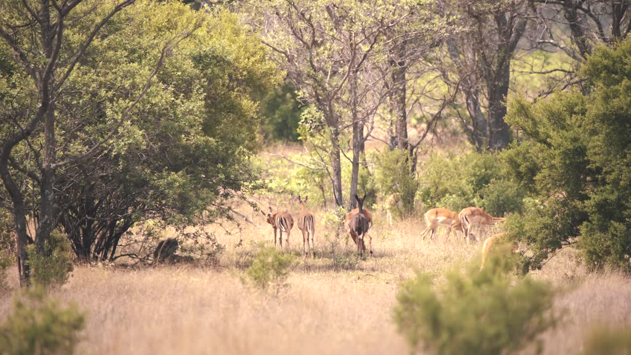 antílopes impala pastando junto a monos babuinos escondidos a la sombra de los árboles