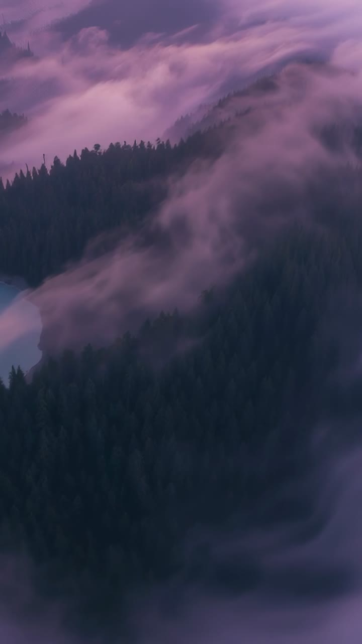 Vertical video: Streaming fog, wind-driven, revealing pines on forested ridge at dawn, lake visible