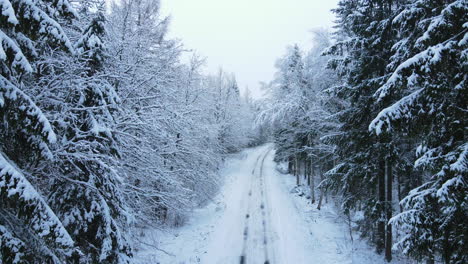 snowy forest road with no traffic