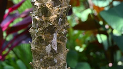 Peacock-Mantis,-Pseudempusa-pinnapavonis,-seen-motionless-on-the-bark-of-the-tree,-perfect-camouflage-from-its-predator-in-the-jungle-while-the-plants-at-the-background-move-with-the-afternoon-sun