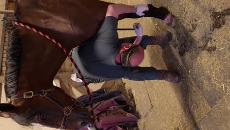 professional vet sewing up leg of majestic horse, vertical video