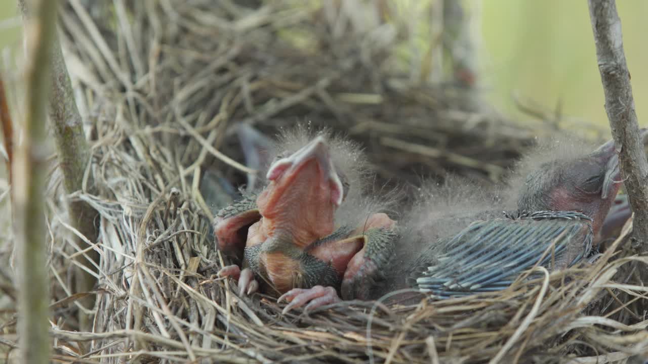 Baby bird with no feathers and eyes closed moves feet, stretches neck and falls asleep