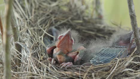 Pajarito-Sin-Plumas-Y-Con-Los-Ojos-Cerrados-Mueve-Los-Pies,-Estira-El-Cuello-Y-Se-Queda-Dormido