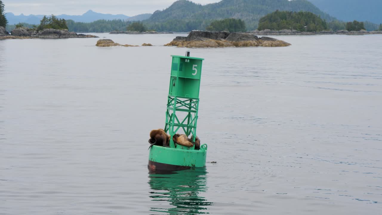 Sea Lions resting on a navigational buoy, Sitka, Alaska.