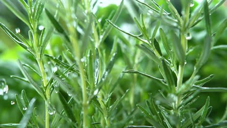 rosemary herbs watered by spring rain splashing onto evergreen, textured leaves - macro and slow motion