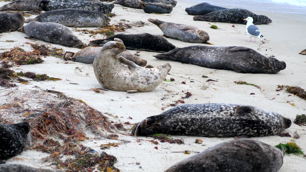 Seal scratching an itch at La Jolla Cove in San Diego, California