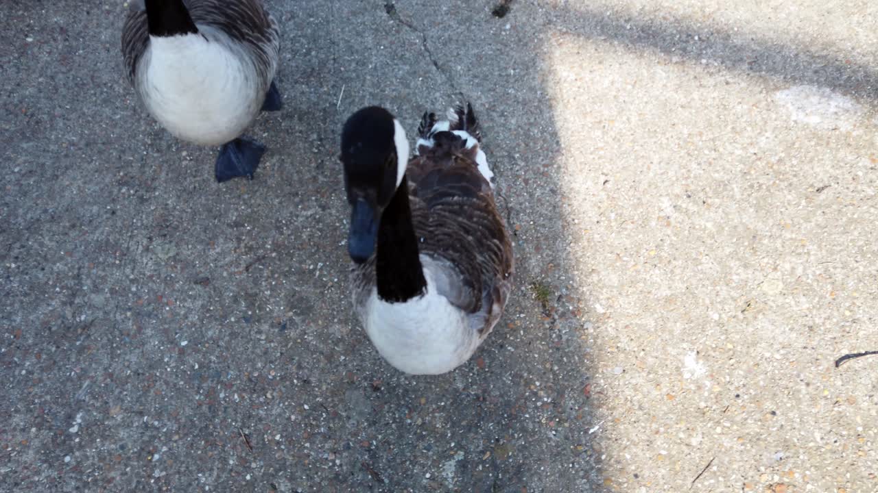 사진을 찍는 사람들의 그림자 뒤에서 캐나다 거위 브란타 캐나데니스 (branta canadensis) 는 영국 메이드스톤 타운의 모트 파크 (mote park) 의 보행로를 고 있습니다.