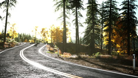 forest-road-under-sunset-sunbeams