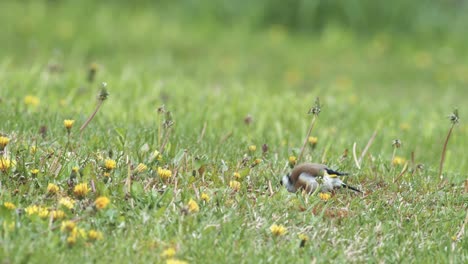 European-goldfinch-eating-dandelion-and-other-seeds-on-the-ground