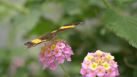 majestic danaus plexippus butterfly resting on pink flower blossom in sunlight - in focus shot with bokeh effect - close up