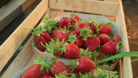 hand of person carefully arranging freshly harvested ripe strawberries inside wooden crate during daylight, showcasing vibrant red fruit with green stems in natural packaging