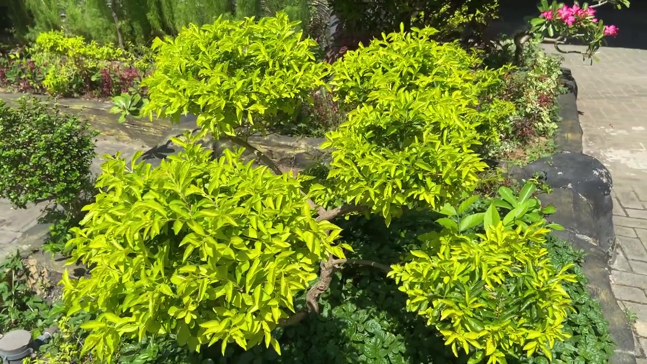 Cespuglio verde vivace in un giardino soleggiato