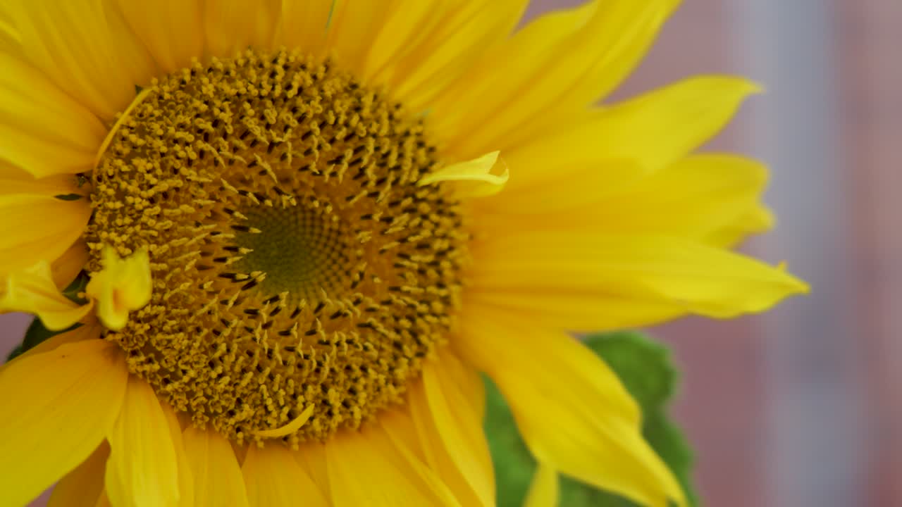 Yellow crab spider crawls on sunflower, bright natural light, shallow depth of field, macro view
