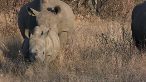 white rhino family in pasture of african savanna