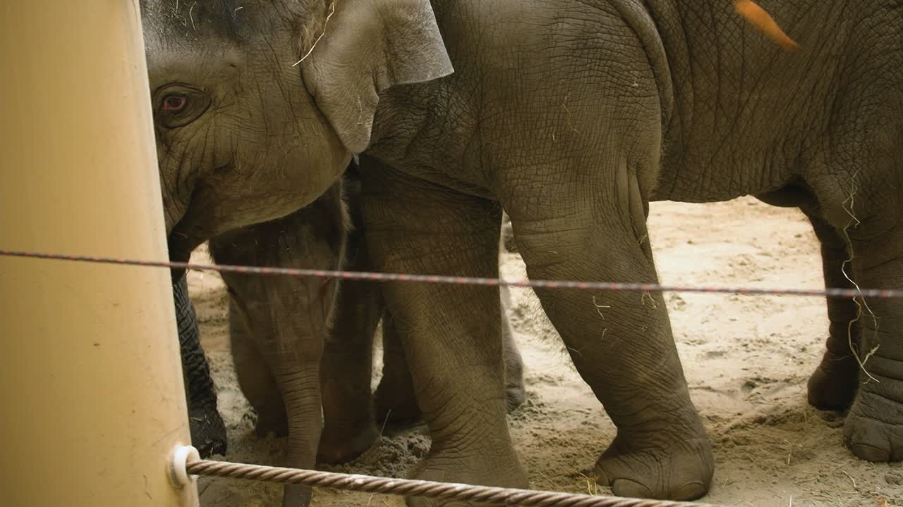 A small group of captive Asian elephants accepts bits of fruit thrown to them by their keeper, Zoo Planckendael
