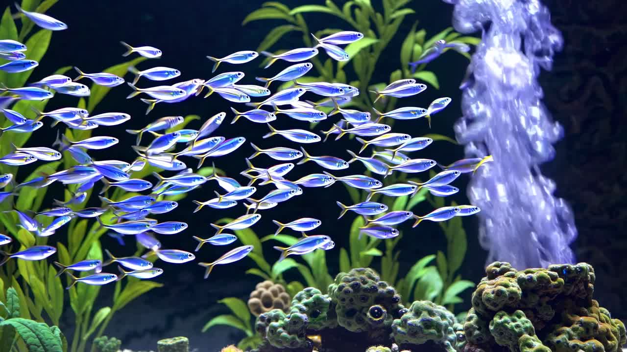 Underwater video scene of vibrant fish swimming in an aquarium