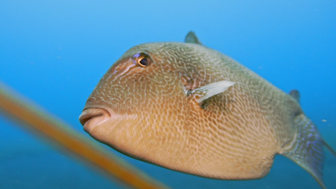 Pesce balestra grigio che morde il copriobiettivo della fotocamera subacquea in una dimostrazione territoriale.