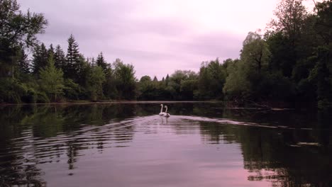 Tracking-Pair-of-Swans-Swimming-in-Slow-Motion-Through-Pond-with-Pink-Cloudy-Skies-at-Sunset