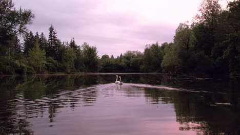 seguimiento de un par de cisnes nadando en cámara lenta a través de un estanque con cielos rosados y nublados al atardecer