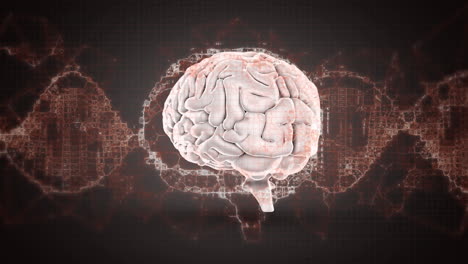 animación digital de ondas digitales contra el cerebro humano girando contra un fondo negro