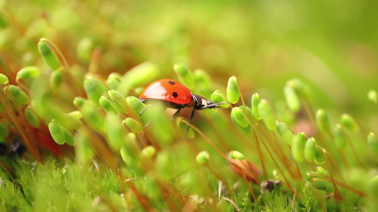 Close-up wildlife of a ladybug in the green grass in the forest