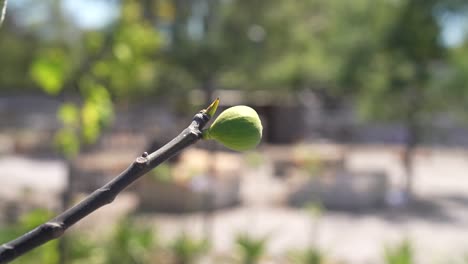 a lone fig hangs ripe on the branch, attracting a bee with its sweet nectar