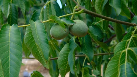 green walnuts tree