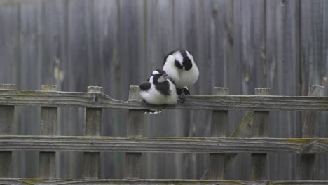 magpie-lark mudlark juveniles posados en el enrejado de la valla juntos aseándose australia maffra gippsland victoria cámara lenta